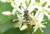 Nomada sp.